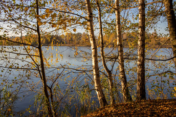 Obraz premium Autumn landscape with a pond. Trees with yellow foliage are reflected in the water.
