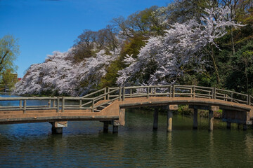 Cherry blossom festival in Japan