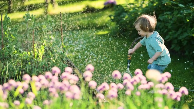 Cute toddler boy watering flower beds using a hose in the garden at summer day