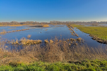Marshland on a beautiful winter day  in Bourgoyen nature reserve, Ghent, Flanders, Belgium