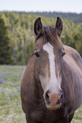 Obraz premium Wild Horse in the Pryor Mountains Montana in Summer