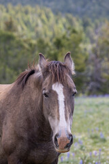Wild Horse in the Pryor Mountains Montana in Summer