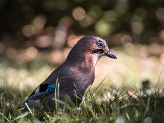 Eurasian jay, Garrulus glandarius, very nice big bird, colorful feathers, looking for oak acorns and nuts. Brown bird with blue feathers on the wing