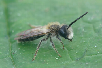 A closeup shot of a male small sallow mining bee Andrena praecox