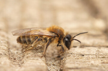 Closeup on a furry brown female Small sallow mining bee, Andrena praecox sitting on wood