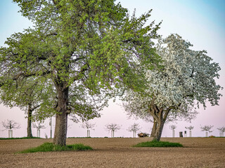 Fototapeta na wymiar Baumgrundstück im Frühjahr