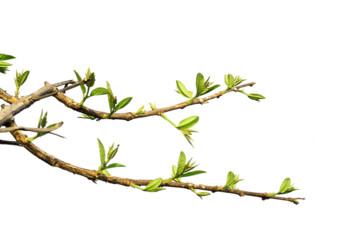 Natural green branch of a tree PNG Form 