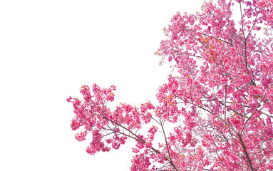 Obraz na płótnie Canvas Decoration pink cherry Blossom png form 