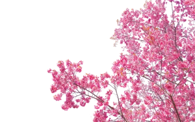 Zelfklevend Fotobehang Decoration pink cherry Blossom png form  © Pencile Art Design