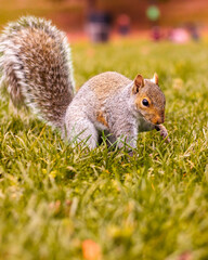 squirrel in the park