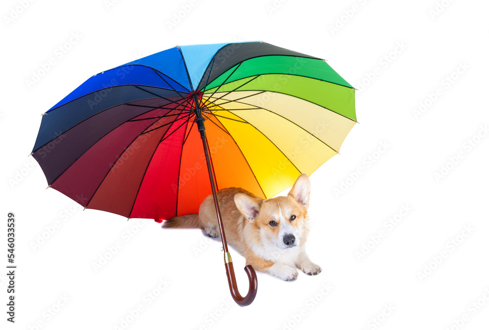 Poster welsh corgi with umbrella