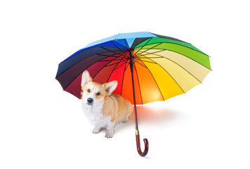 welsh corgi with umbrella