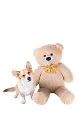 welsh corgi pembroke with a bear