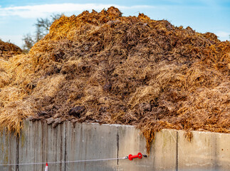 Misthaufen neben dem Kuhstall