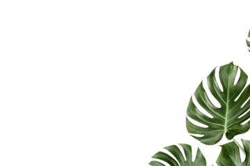 Botany green leaves background PNG Form 