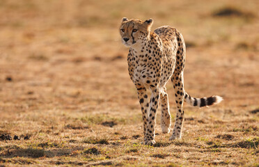 cheetah in serengeti © Harry Collins