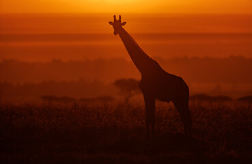 Giraffe silhouette at sunrise