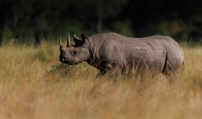 Black rhino in the Maasai Mara, Africa 