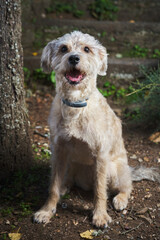 mixed breed dog sitting outdoors