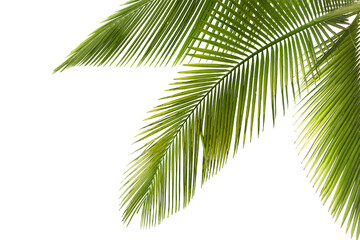 Natural palm tree leaf isolated on White background PNG Form 