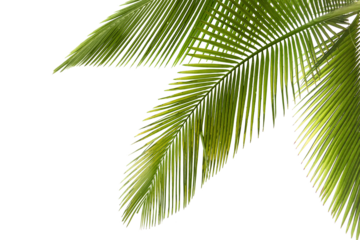 Natural palm tree leaf isolated on White background PNG Form 
