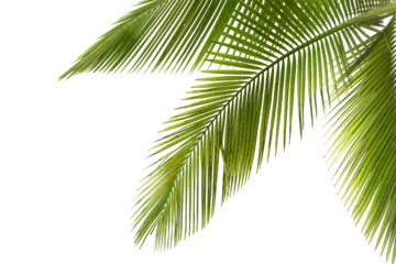 Foto op Plexiglas Natural palm tree leaf isolated on White background PNG Form  © Pencile Art Design
