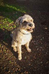 mixed breed dog sitting outdoors