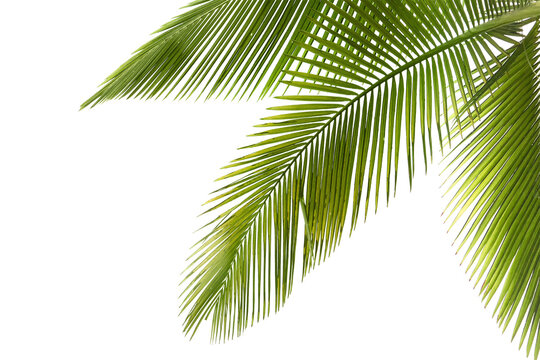 Free Green Leaf Of Palm Tree On Transparent Background Png File