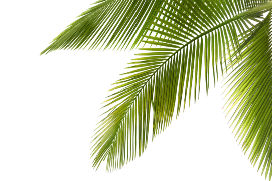 Natural palm tree leaf isolated on White background PNG Form 