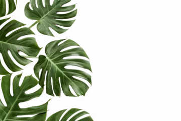 Foto auf Alu-Dibond Monstera Natural green leaves Background PNG image 