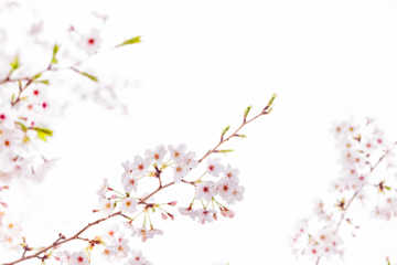 Natural White cherry blossom flowers PNG Form 