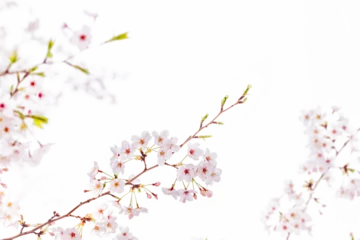 Fotobehang Natural White cherry blossom flowers PNG Form  © Pencile Art Design