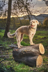 mixed breed dog sitting on trunk