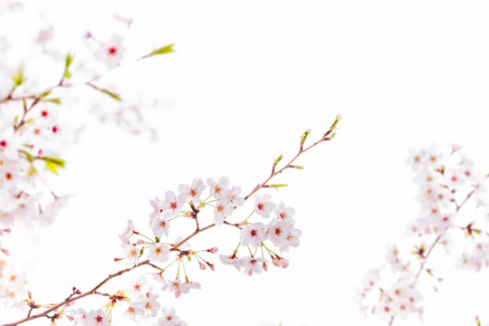 Natural White cherry blossom flowers PNG Form 