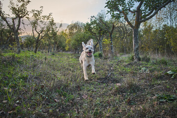 mixed breed dog running