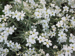 white flowers on the flowerbed