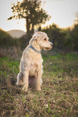 portrait of mixed breed dog
