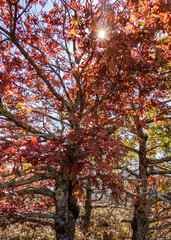 Autumn leaves and trees with starburst