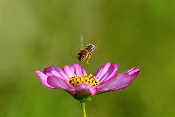 Bee and flower. Close-up of a large striped bee flying on a pink flower to collect pollen and honey. Macro horizontal photography. Summer and spring backgrounds