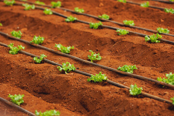 Closeup macro lettuce grown in greenhouse with drip irrigation hose system. Concept agriculture farm, food industry Turkey