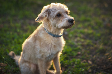 portrait of mixed breed dog
