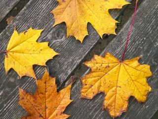 Autumn leaves on wood as nature background.