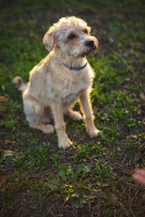 portrait of mixed breed dog