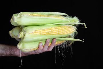 Corn in hands on a black background