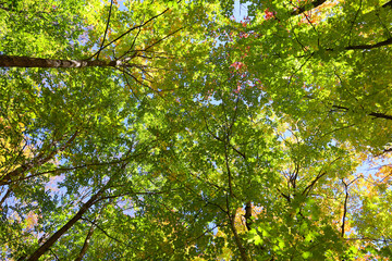 North america fall landscape trees from the bottom eastern townships Granby Quebec province Canada