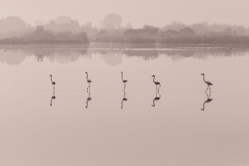 Group of flamingos standing in the middle of lake