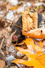 A Star-nosed mole (Condylura cristata) searching for food in Michigan, USA.