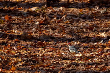 Male red bellied woodpecker standing on leaves with an acorn