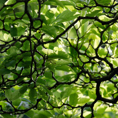 Lots of magnolia branches and light green leaves, branched nature close up.