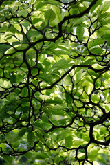 Fototapeta premium Lots of magnolia branches and light green leaves, branched nature close up.